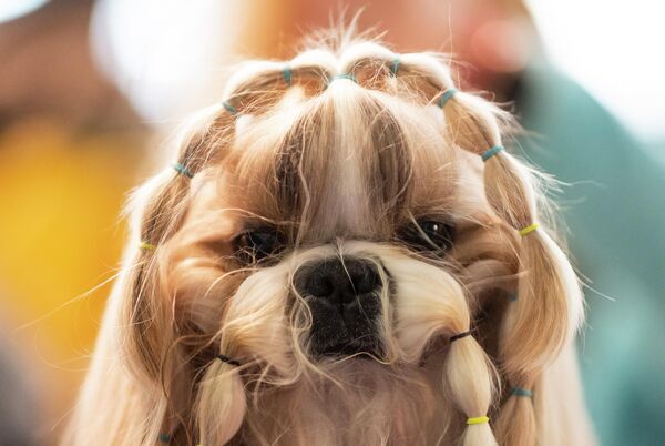 Собака перед ежегодной выставкой 2020 Westminster Kennel Club Dog Show в Мэдисон-Сквер-Гарден в Нью-Йорке Собака перед ежегодной выставкой 2020 Westminster Kennel Club Dog Show в Мэдисон-Сквер-Гарден в Нью-Йорке