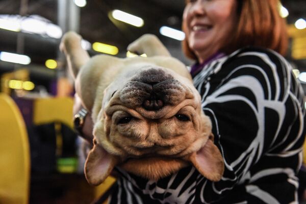 Французский бульдог на ежегодной выставке 2020 Westminster Kennel Club Dog Show в Мэдисон-Сквер-Гарден в Нью-Йорке Французский бульдог на ежегодной выставке 2020 Westminster Kennel Club Dog Show в Мэдисон-Сквер-Гарден в Нью-Йорке