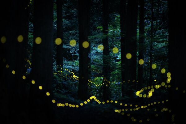 Masahiro Hiroike. Работа финалиста категории Профессионалы конкурса Sony World Photography Awards 2020 Masahiro Hiroike. Работа финалиста категории Профессионалы конкурса Sony World Photography Awards 2020