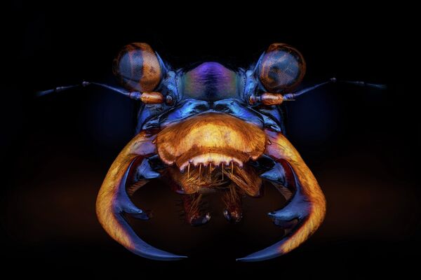 Pierre Anquet. Работа финалиста категории Профессионалы конкурса Sony World Photography Awards 2020 Pierre Anquet. Работа финалиста категории Профессионалы конкурса Sony World Photography Awards 2020