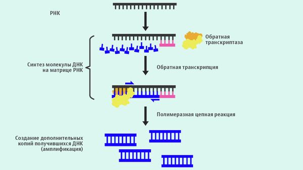 Обратная транскрипция РНК Обратная транскрипция РНК