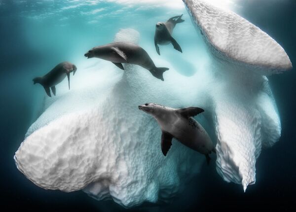 Greg Lecoeur. Работа победителя конкурса The Underwater Photographer of the Year 2020 Greg Lecoeur. Работа победителя конкурса The Underwater Photographer of the Year 2020