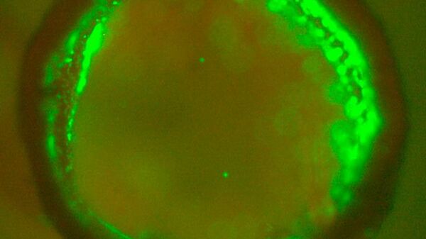 Поперечное сечение напечатанной на 3D-принтере трубчатой структуры с встроенными в стенку эндотелиальными клетками (зеленым)