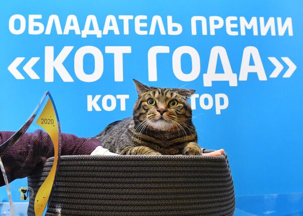 Кот по кличке Виктор, получивший премию Кот года 2020, на международной выставке Кэтсбург в выставочном центре Крокус Экспо в Красногорске Кот по кличке Виктор, получивший премию Кот года 2020, на международной выставке Кэтсбург в выставочном центре Крокус Экспо в Красногорске
