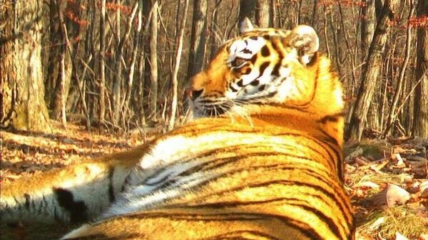 Эксперт: до 70% тигров на территории Китая одновременно живут и в России