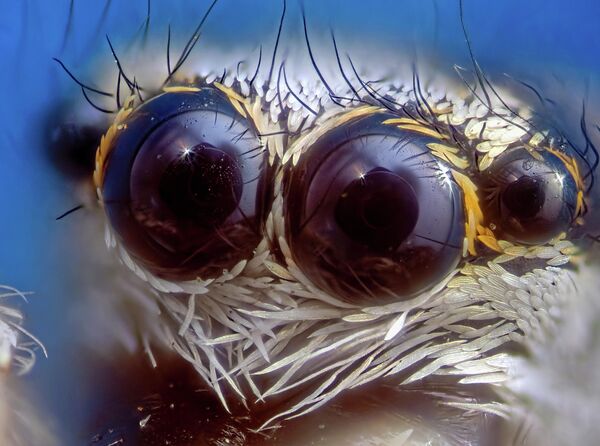 Природа, 1-е место. Оптика паука-скакуна (Salticidae) Природа, 1-е место. Оптика паука-скакуна (Salticidae)