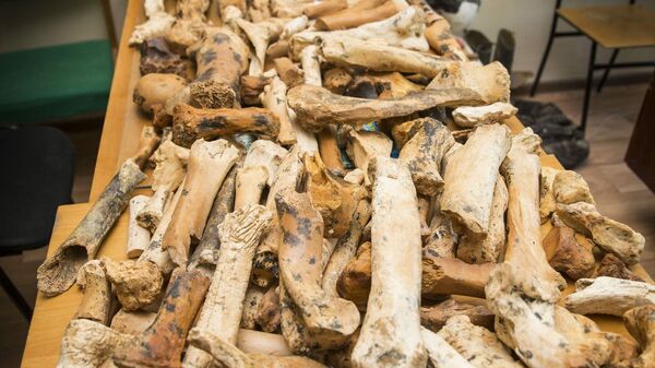 В Крыму обнаружили кости древнего носорога