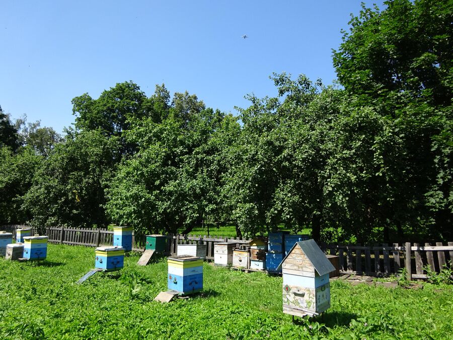 Пасека Пасека