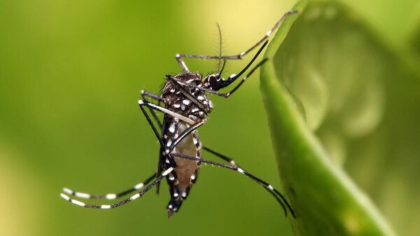 Генетики научились превращать самок комаров в некусающих самцов