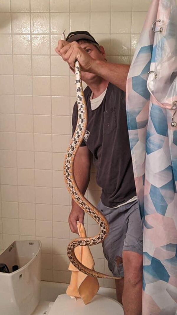 Американка обнаружила в туалете змею