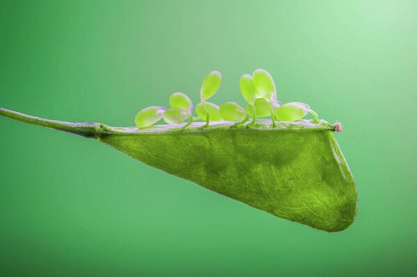 Zhang Ye Fei. Работа участника конкурса IGPOTY Macro Art 14 Zhang Ye Fei. Работа участника конкурса IGPOTY Macro Art 14