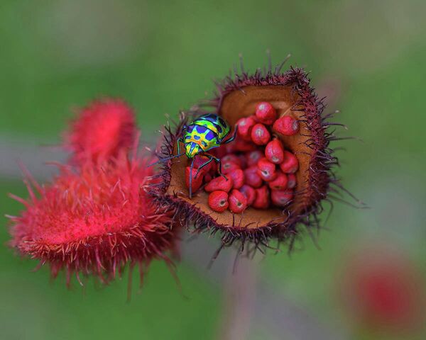 Wei Fu. Работа участника конкурса IGPOTY Macro Art 14 Wei Fu. Работа участника конкурса IGPOTY Macro Art 14