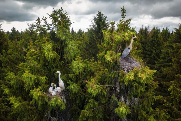 Dmitrii Viliunov. Работа победителя конкурса Drone Photo Awards 2020 Dmitrii Viliunov. Работа победителя конкурса Drone Photo Awards 2020