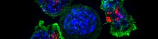 В раковых клетках обнаружены гены-обманщики иммунной системы