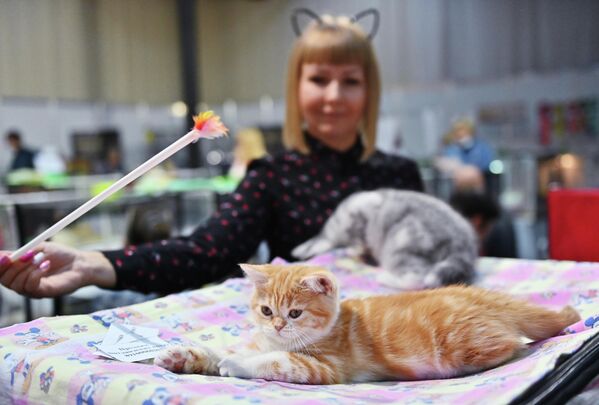 Кошка британской породы на выставке КоШарики Шоу в Сокольниках Кошка британской породы на выставке КоШарики Шоу в Сокольниках