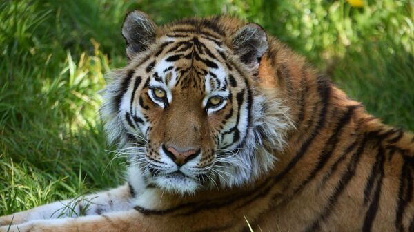 В России растет популяция амурского тигра