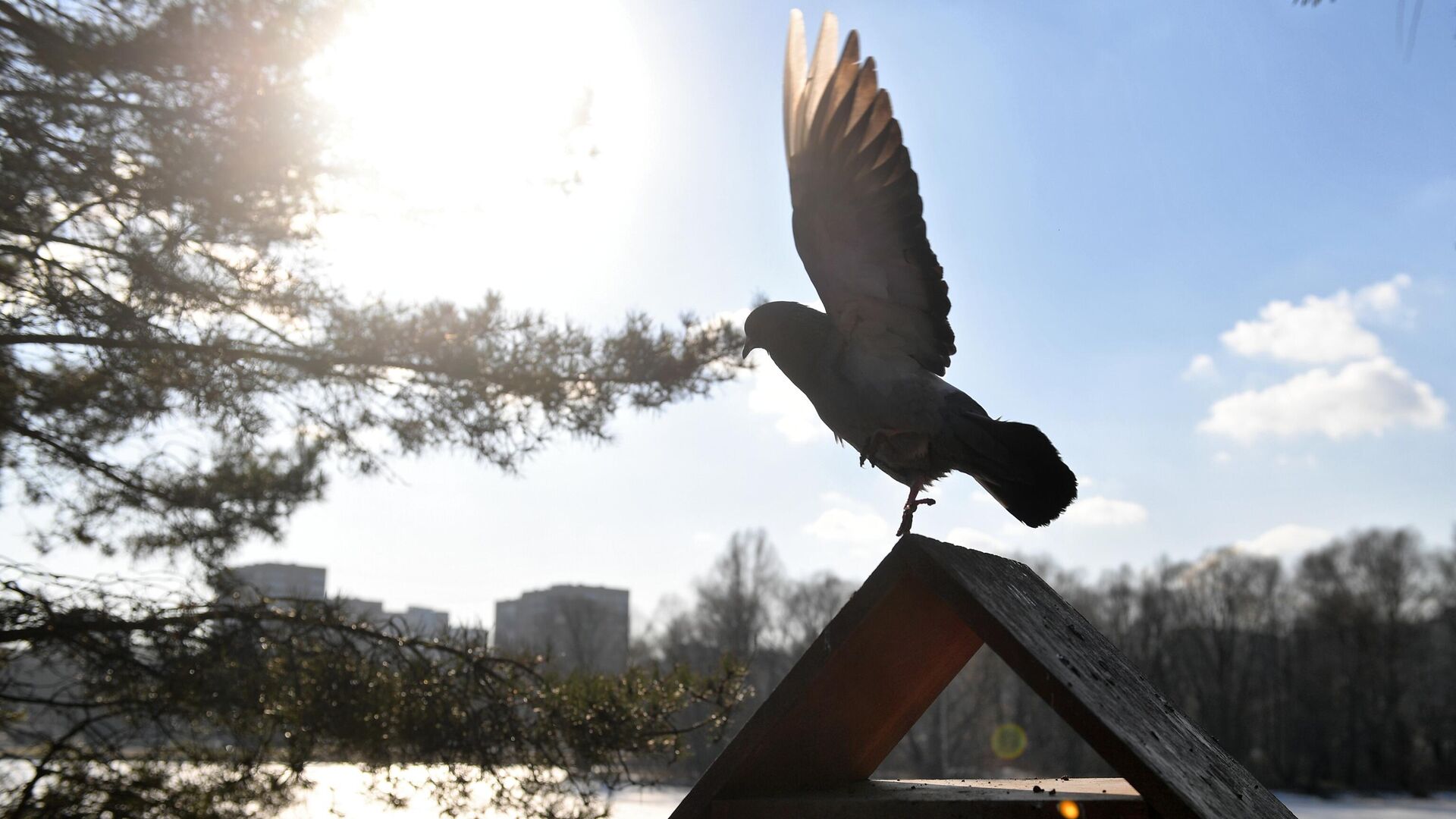 Голубь на кормушке для птиц в парке Дружбы в Москве Голубь на кормушке для птиц в парке Дружбы в Москве - РИА Новости, 1920, 19.01.2021