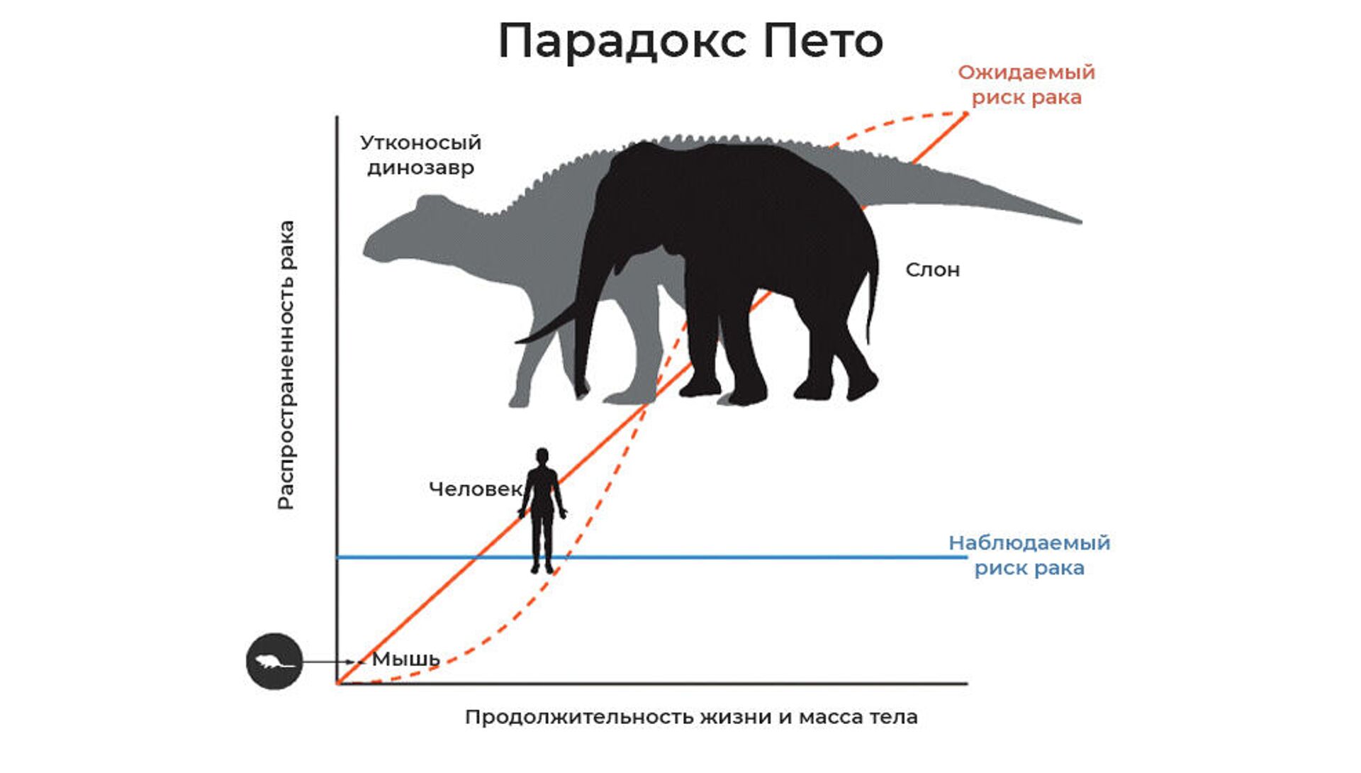 Парадокс Пето Парадокс Пето - РИА Новости, 1920, 26.02.2021