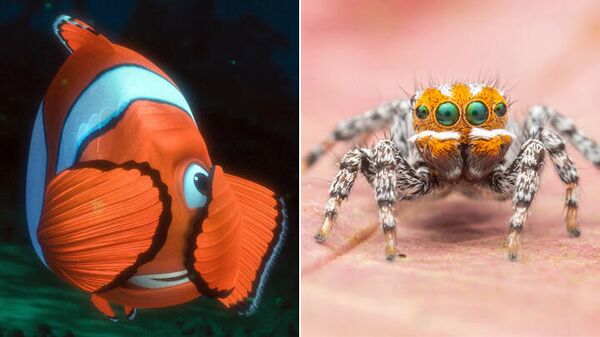 -        Maratus nemo