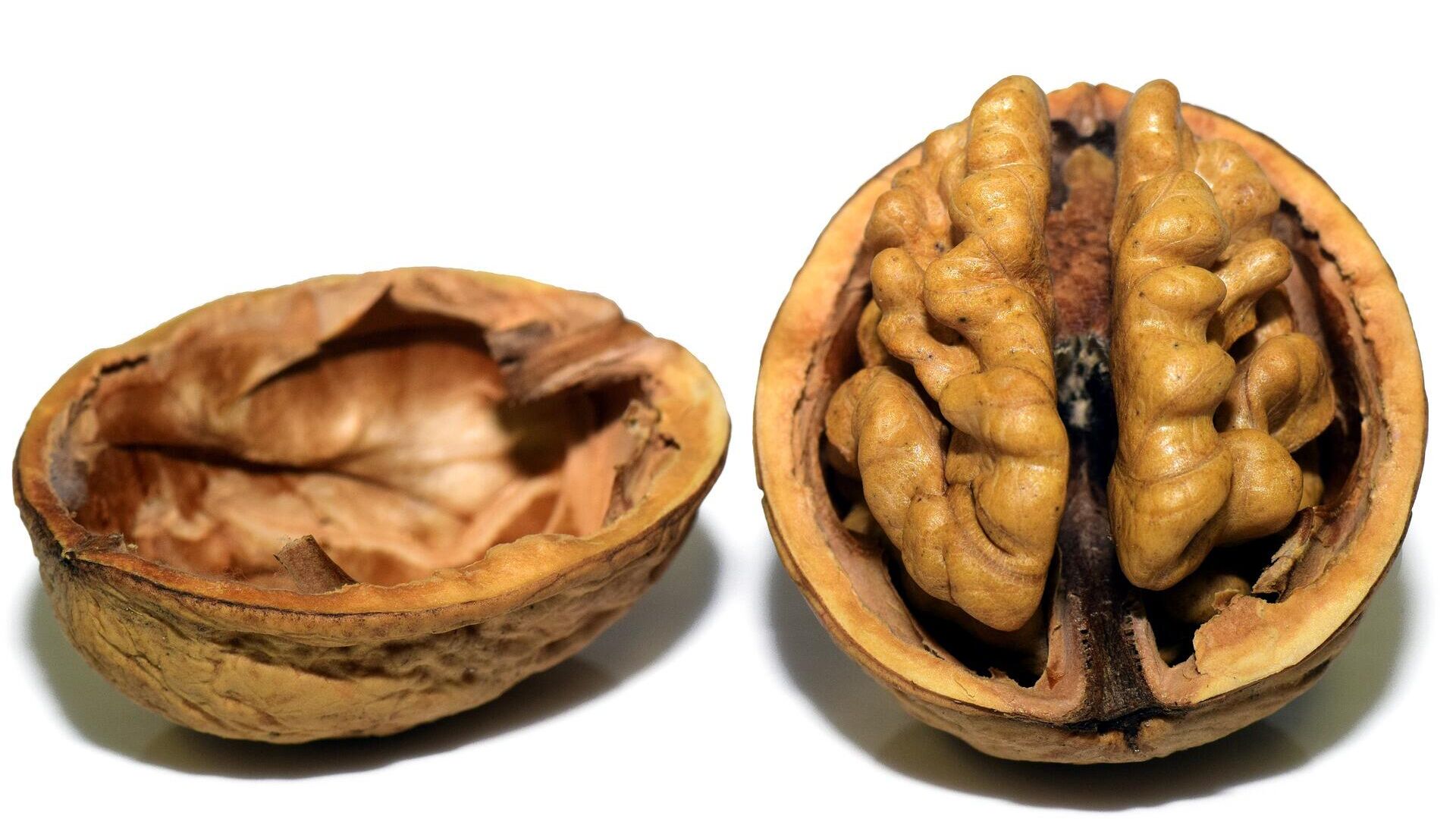 Самарские биологи вывели грецкий орех, который можно расколоть рукой