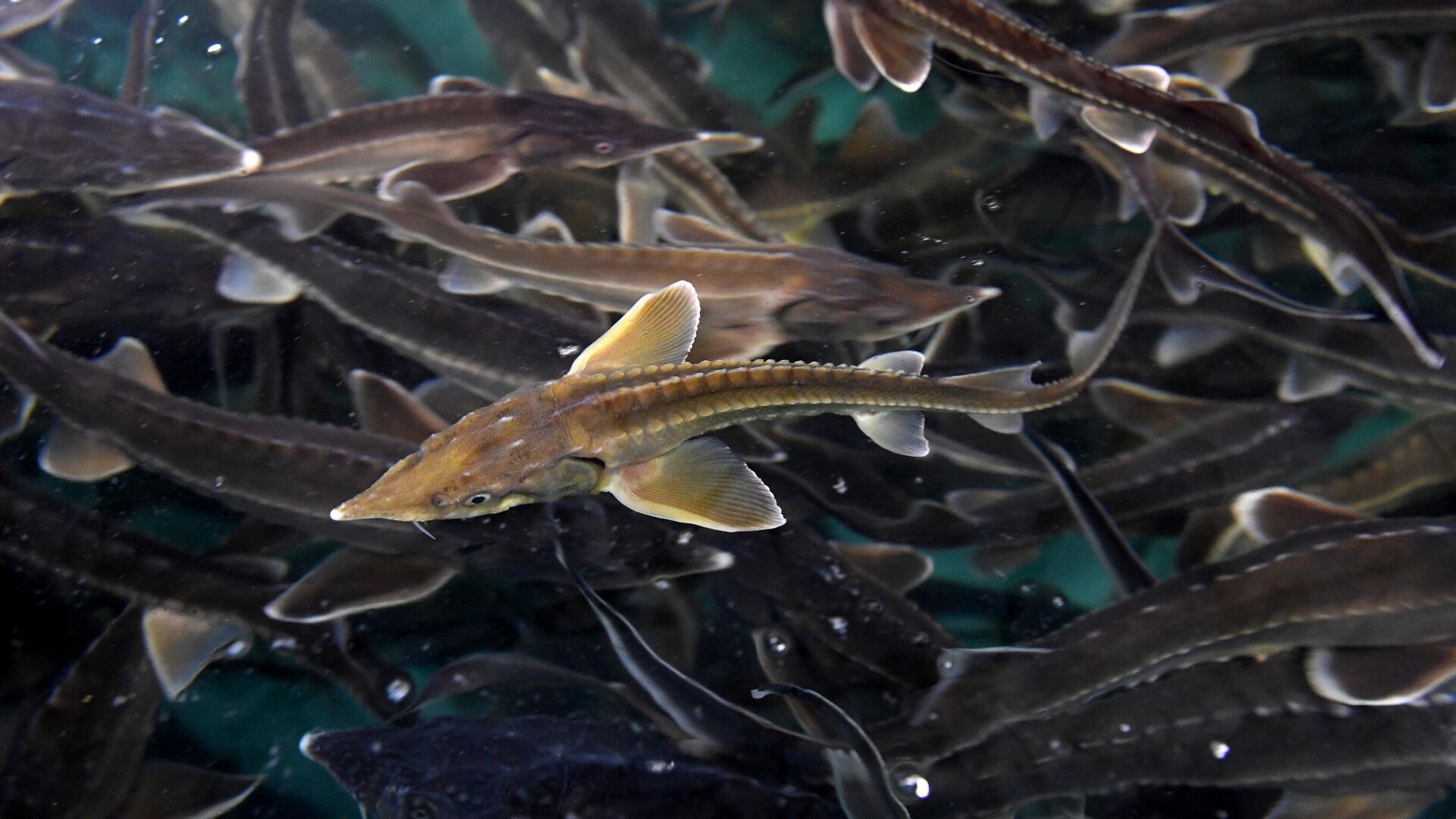 Ученые открыли неожиданный способ заморозки спермы рыб