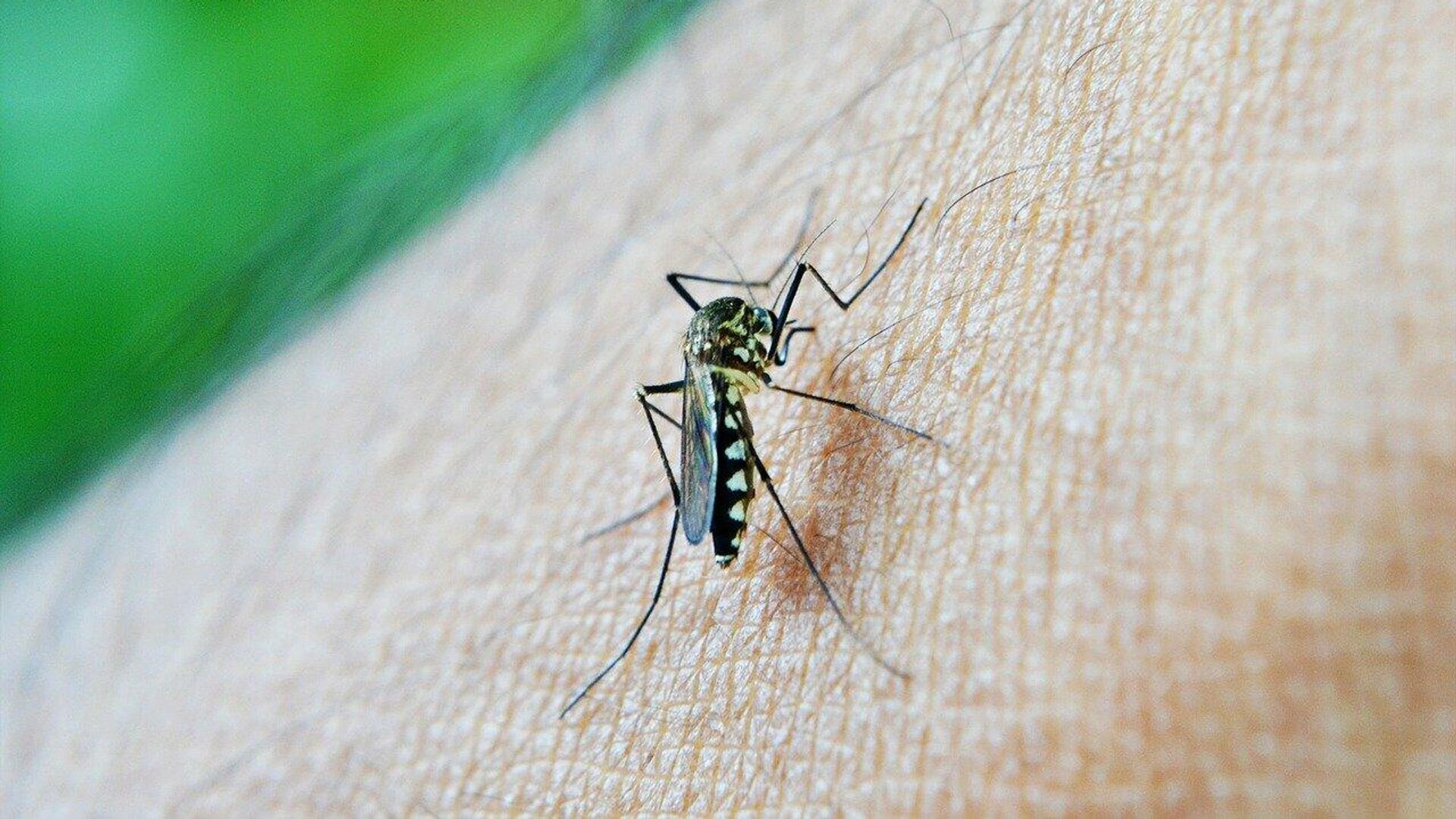 "Ядерный удар по комарам": как радиация поможет в борьбе с малярией?