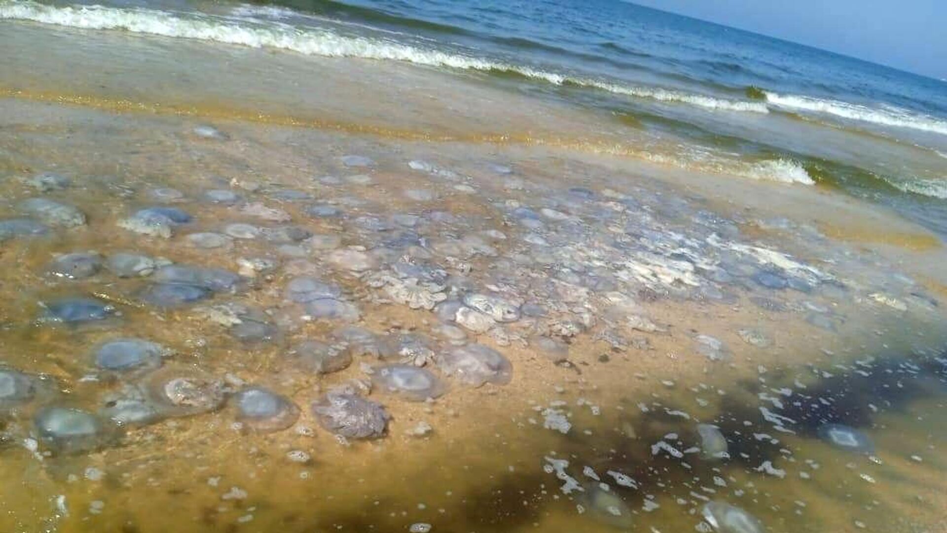 Вода в азовском море в голубицкой. Медузы в Кучугурах. Голубицкая море медузы. Море медуз Голубицкая 2021. Медузы в Азовском море.