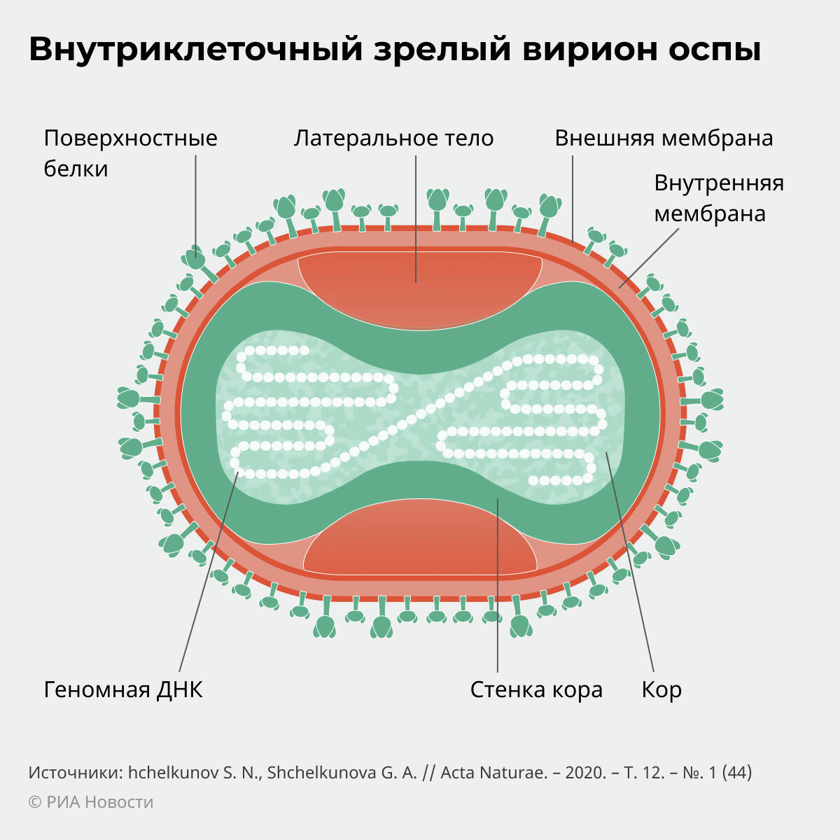 Вирус ветряной оспы клиническая картина