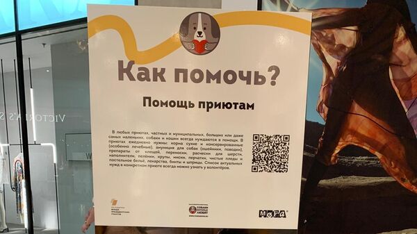 Фестиваль Собаки, которые любят, рассказывающий о волонтерстве в приюте Фестиваль Собаки, которые любят, рассказывающий о волонтерстве в приюте