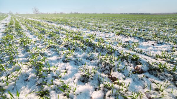 Мягкая зима повлияла на состояние озимых посевов