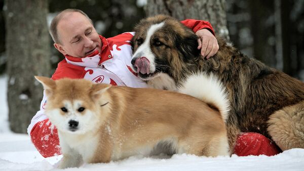 Президент России Владимир Путин с собаками Баффи и Юмэ на прогулке в Московской области Президент России Владимир Путин с собаками Баффи и Юмэ на прогулке в Московской области