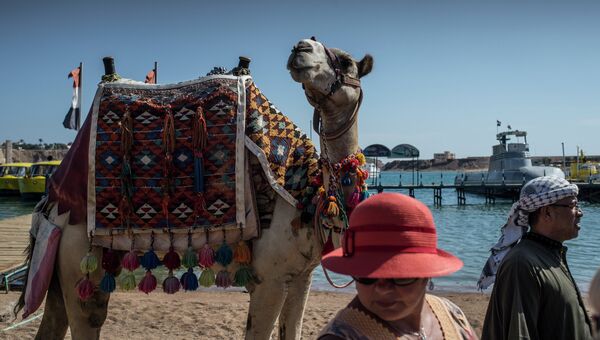 Верблюд на территории одного из отелей Шарм-эш-Шейх. Архивное фото Верблюд на территории одного из отелей Шарм-эш-Шейх. Архивное фото