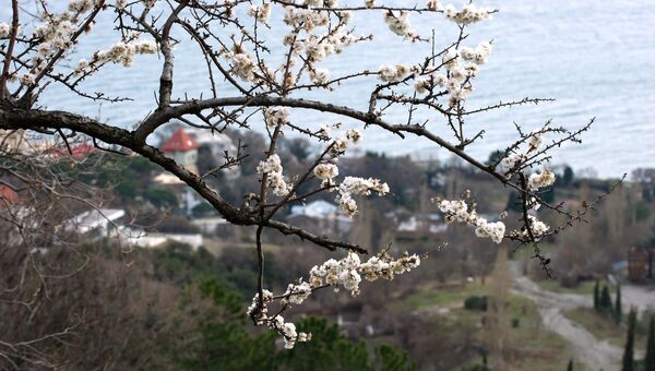 Цветущее дерево в окрестностях Алупки Цветущее дерево в окрестностях Алупки