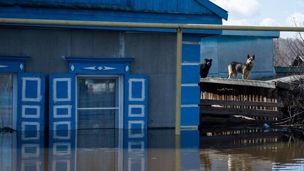 Собаки рядом с жилым домом, затопленным в результате паводка, в городе Ишим Тюменской области. Архивное фото Собаки рядом с жилым домом, затопленным в результате паводка, в городе Ишим Тюменской области. Архивное фото