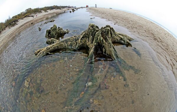 Берег Балтийского моря, где вода отступила от берега на 20 метров, обнажив пни реликтовых деревьев Берег Балтийского моря, где вода отступила от берега на 20 метров, обнажив пни реликтовых деревьев