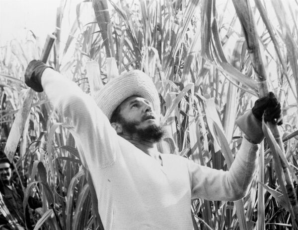 Премьер-министр Кубы Фидель Кастро на рубке тростника. 13 февраля 1961 Премьер-министр Кубы Фидель Кастро на рубке тростника. 13 февраля 1961