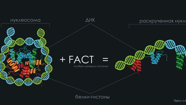 Белковая молекула FACT, помогающая клетке «прочитать» свою ДНК Белковая молекула FACT, помогающая клетке «прочитать» свою ДНК