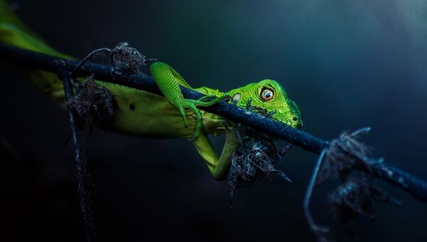 Работа фотографа из Панамы Jonatan Banista Cautious для 2017 Sony World Photography Awards Работа фотографа из Панамы Jonatan Banista Cautious для 2017 Sony World Photography Awards