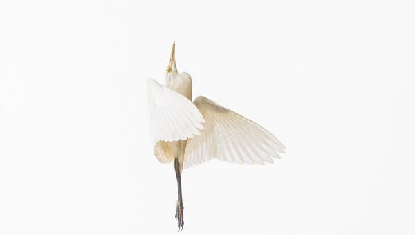 Работа фотографа из Непала Shashanka Chitrakar The Ballerina для 2017 Sony World Photography Awards Работа фотографа из Непала Shashanka Chitrakar The Ballerina для 2017 Sony World Photography Awards