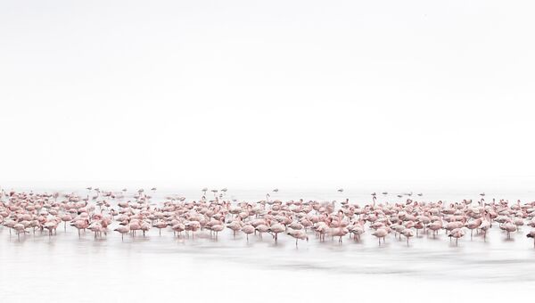 Работа фотографа из Швейцарии Alessandra Meniconzi Flamingos’ Soul для 2017 Sony World Photography Awards Работа фотографа из Швейцарии Alessandra Meniconzi Flamingos’ Soul для 2017 Sony World Photography Awards
