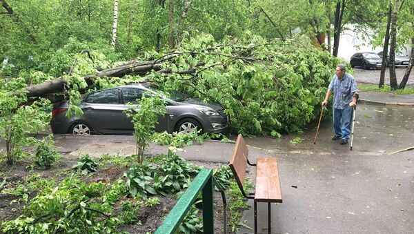 Сломанное ураганом дерево во дворе жилого дома в Москве Сломанное ураганом дерево во дворе жилого дома в Москве