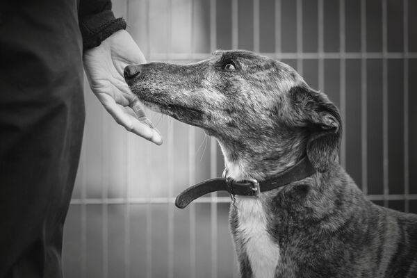 Работа победителя конкурса Dog Photographer of the year Работа победителя конкурса Dog Photographer of the year