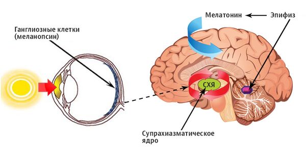 Cхема работы циркадной системы человека Cхема работы циркадной системы человека