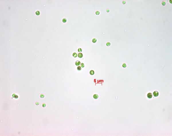 Штамм микроводорослей Chlorella vulgaris UHCC0027 Штамм микроводорослей Chlorella vulgaris UHCC0027