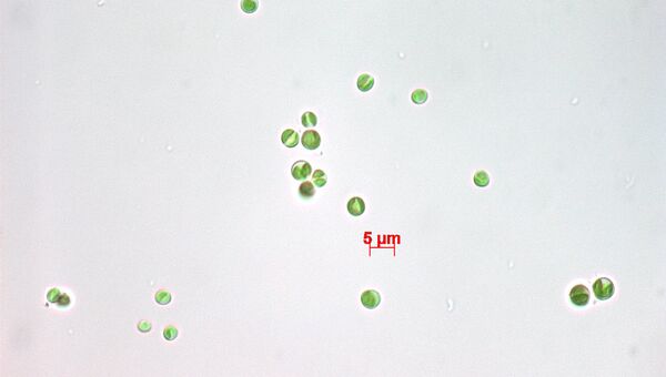 Штамм микроводорослей Chlorella vulgaris UHCC0027 Штамм микроводорослей Chlorella vulgaris UHCC0027