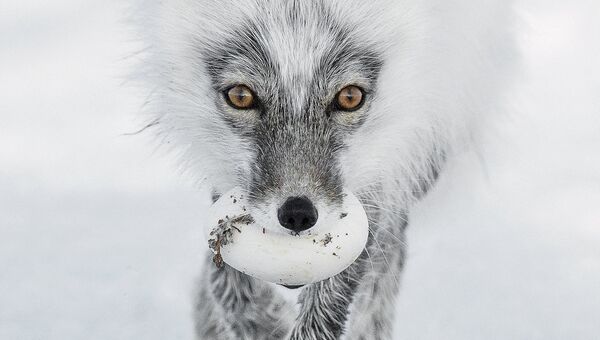 Работа фотографа из России Сергея Горшкова Arctic treasure в категории Портреты животных в финале конкурса Wildlife Photographer of the Year 2017 Работа фотографа из России Сергея Горшкова Arctic treasure в категории Портреты животных в финале конкурса Wildlife Photographer of the Year 2017