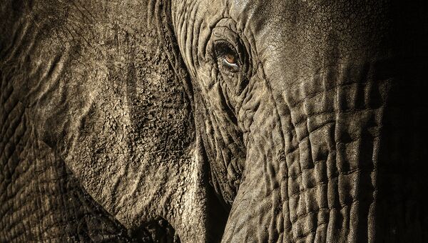 Работа фотографа из Новой Зеландии/Великобритании David Lloydl The power of the matriarch в категории Портреты животных в финале конкурса Wildlife Photographer of the Year 2017 Работа фотографа из Новой Зеландии/Великобритании David Lloydl The power of the matriarch в категории Портреты животных в финале конкурса Wildlife Photographer of the Year 2017