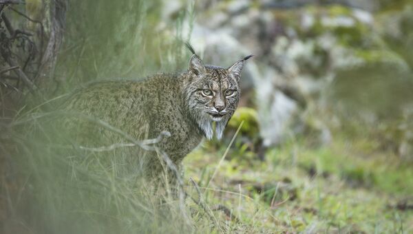 Работа фотографа из Испании Laura Albiac Vilas Glimpse of a lynx в категории Молодой фотограф от 11 до 14 лет в финале конкурса Wildlife Photographer of the Year 2017 Работа фотографа из Испании Laura Albiac Vilas Glimpse of a lynx в категории Молодой фотограф от 11 до 14 лет в финале конкурса Wildlife Photographer of the Year 2017