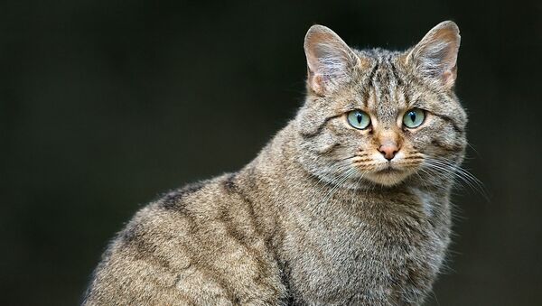 Среднеевропейский лесной кот Среднеевропейский лесной кот