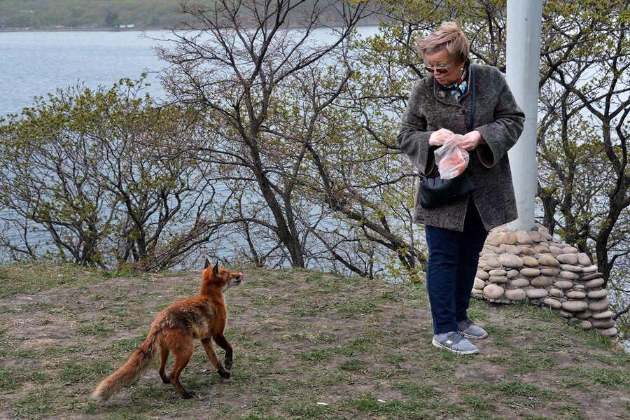 Лисица на острове Русском Лисица на острове Русском